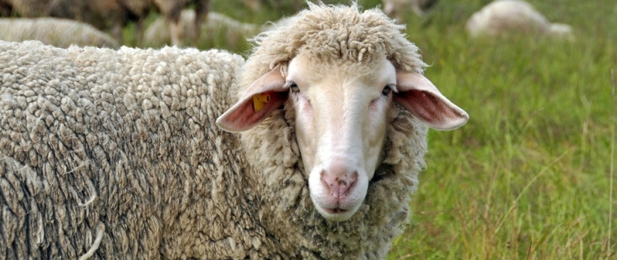 DernekWeb Kurban Bayramı Mesajı